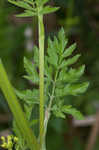 Wild parsnip